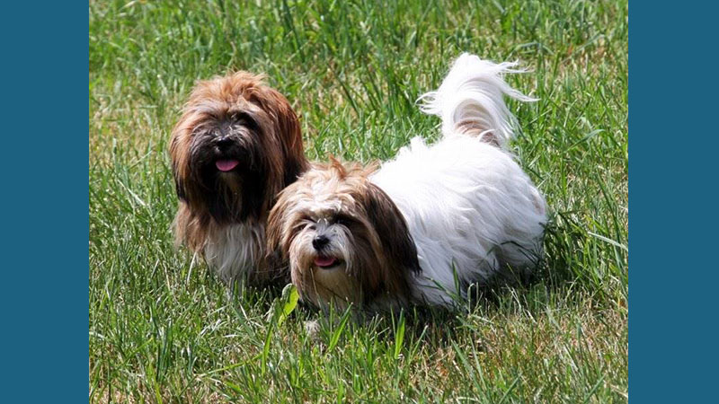 Lhasa Apso 3