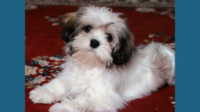 Lhasa Apso 4