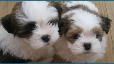 Lhasa Apso 5