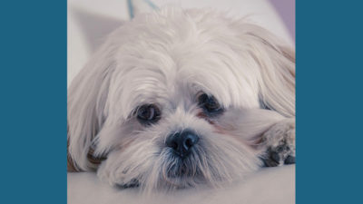 Lhasa Apso 6