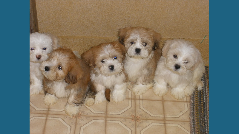 Lhasa Apso 7