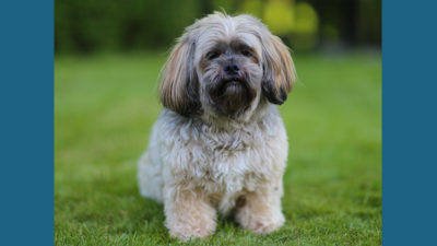 Lhasa Apso 8