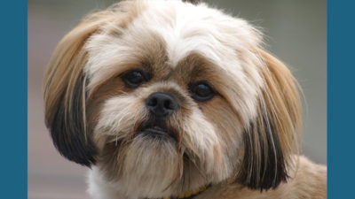 Lhasa Apso 9