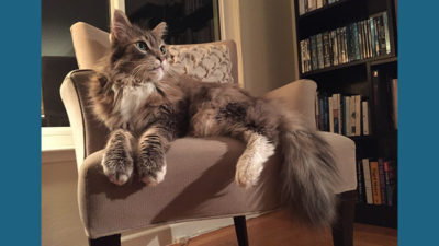 Maine Coon 10