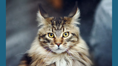 Maine Coon 12