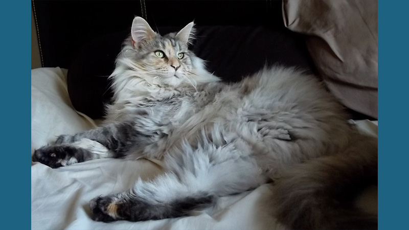 Maine Coon 13