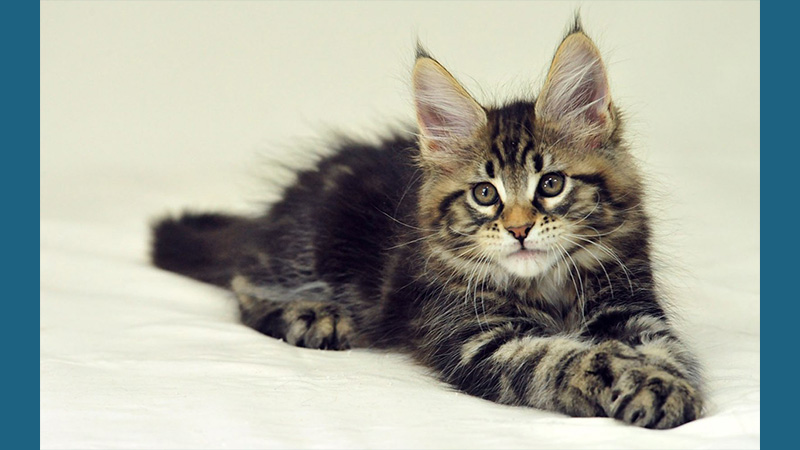 Maine Coon 2