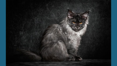 Maine Coon 3