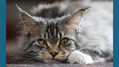 Maine Coon 4