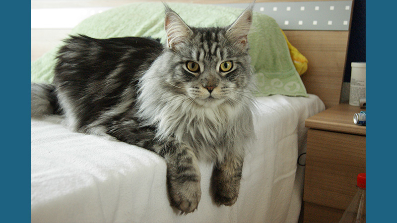 Maine Coon 5