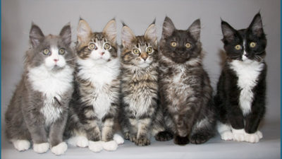 Maine Coon 6
