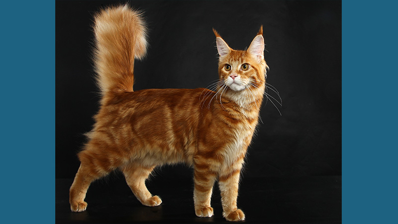 Maine Coon 7