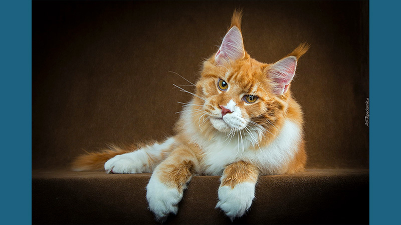 Maine Coon 8