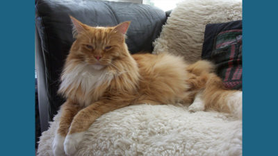 Maine Coon 9