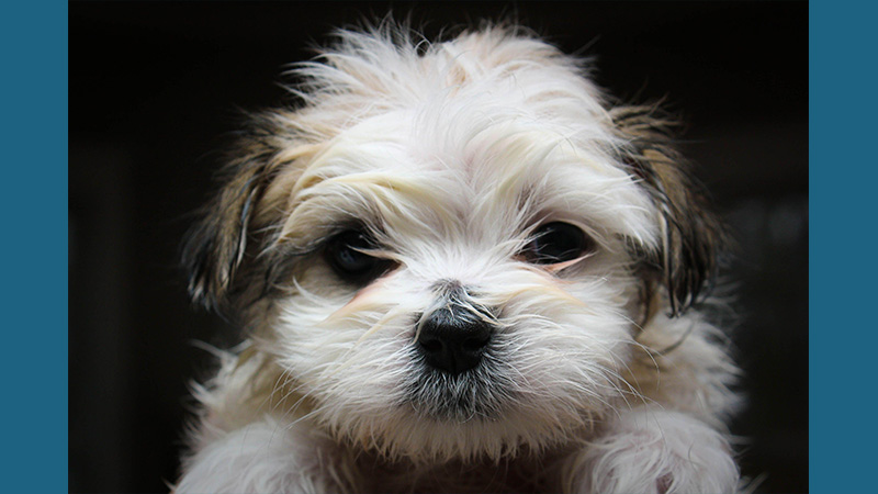 Maltese Shih Tzu 1