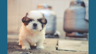 Maltese Shih Tzu 10