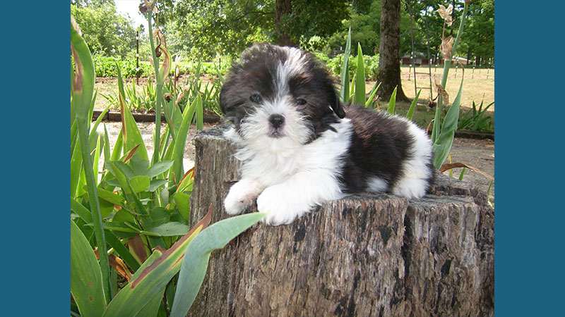 Maltese Shih Tzu 11