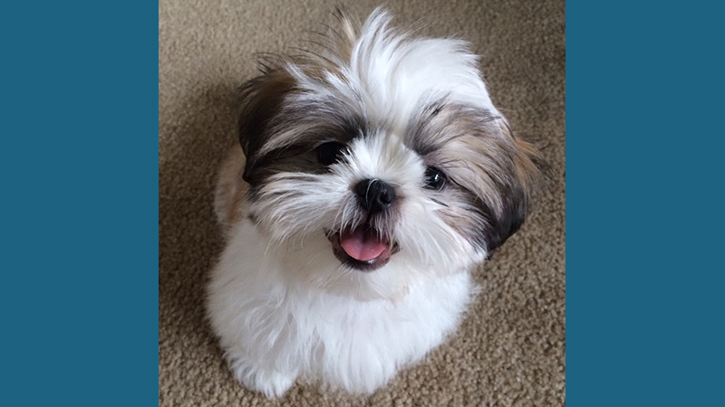 Maltese Shih Tzu 2