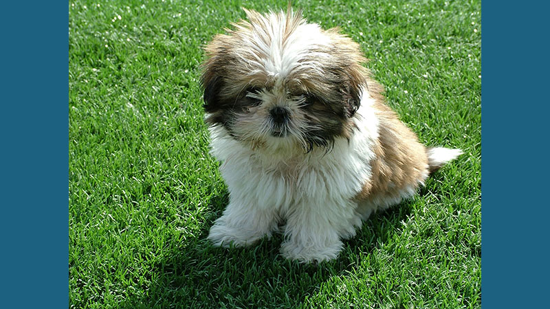 Maltese Shih Tzu 3