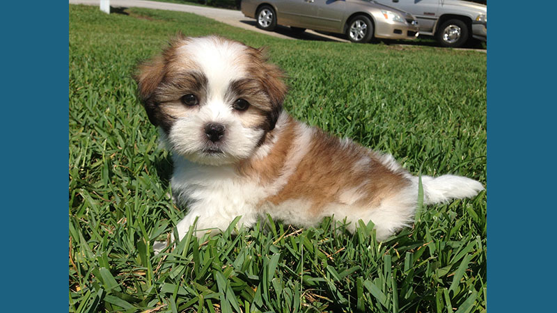 Maltese Shih Tzu 4