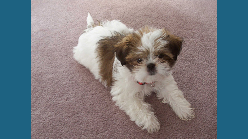 Maltese Shih Tzu 5