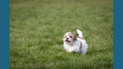 Maltese Shih Tzu 7