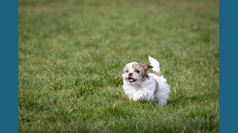 Maltese Shih Tzu 7