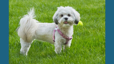 Maltese Shih Tzu 8