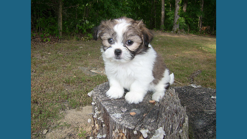 Maltese Shih Tzu 9