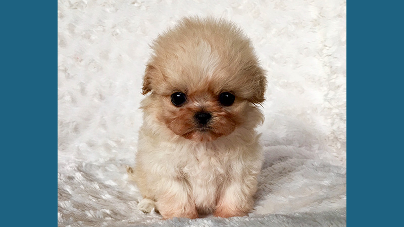 Maltipoo 1