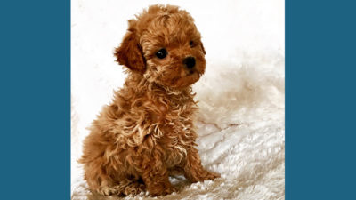 Maltipoo 3