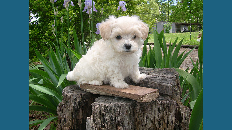 Maltipoo 4