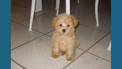 Maltipoo 5