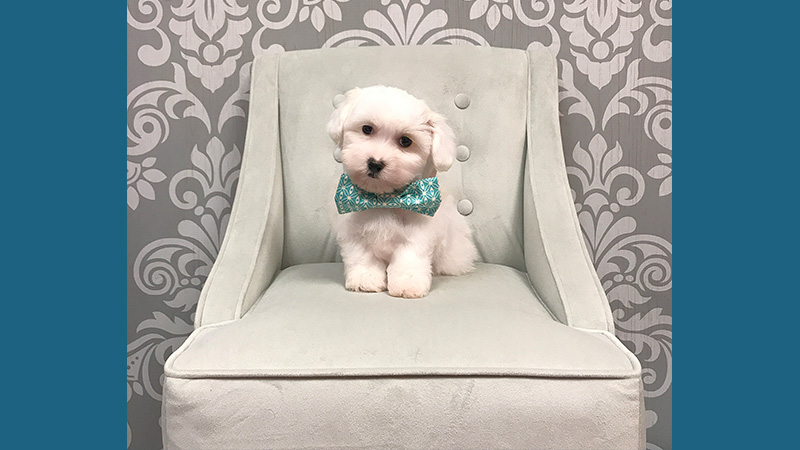 Maltipoo 7