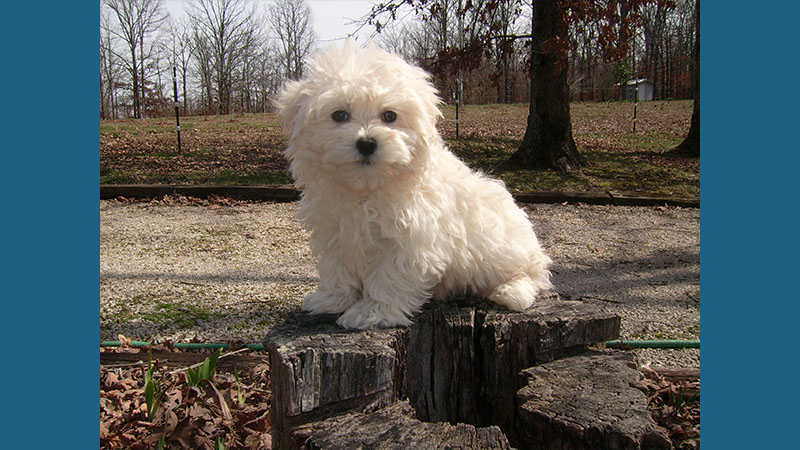 Maltipoo 8