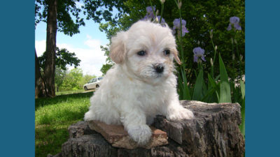 Maltipoo 9