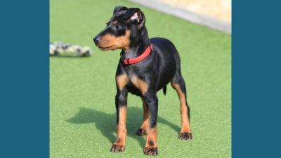 Manchester Terrier 1