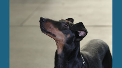 Manchester Terrier 10