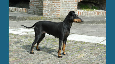 Manchester Terrier 11