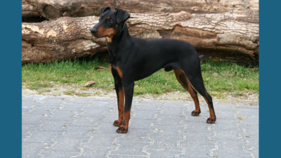 Manchester Terrier 13