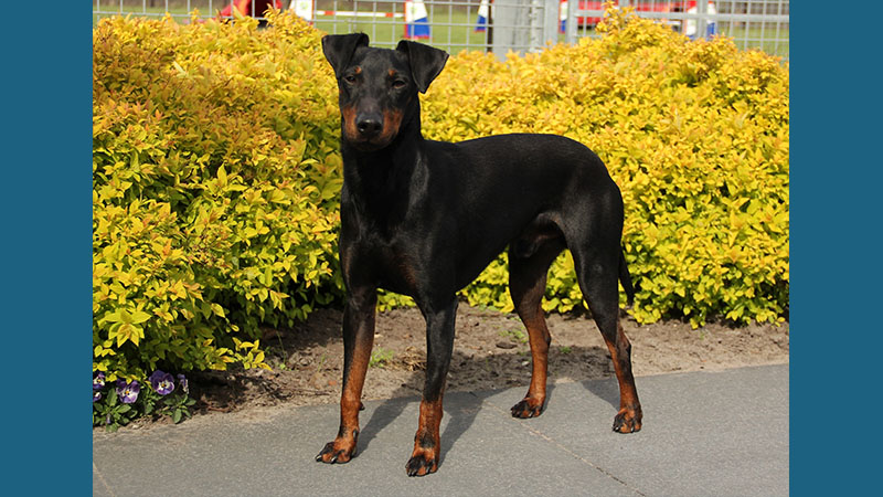 Manchester Terrier 14