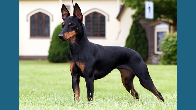 Manchester Terrier 2