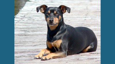 Manchester Terrier 4