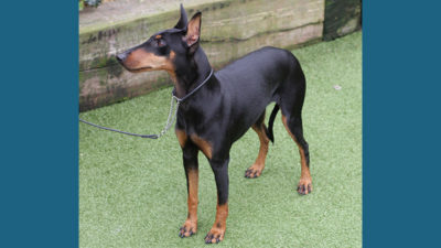 Manchester Terrier 5