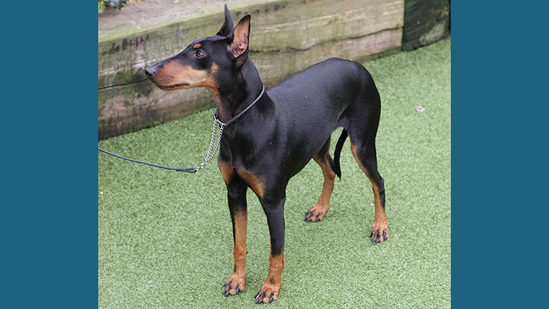 Manchester Terrier 5