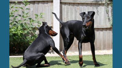 Manchester Terrier 6