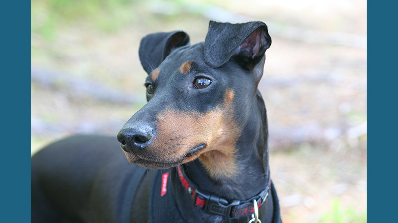 Manchester Terrier 7