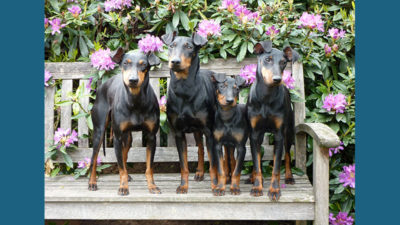 Manchester Terrier 8