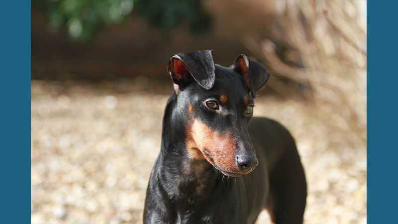 Manchester Terrier 9