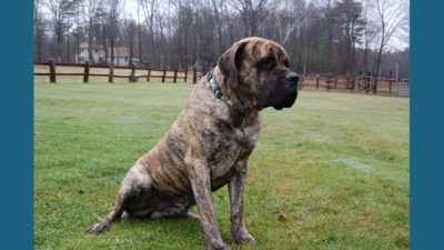 Mastiff 1